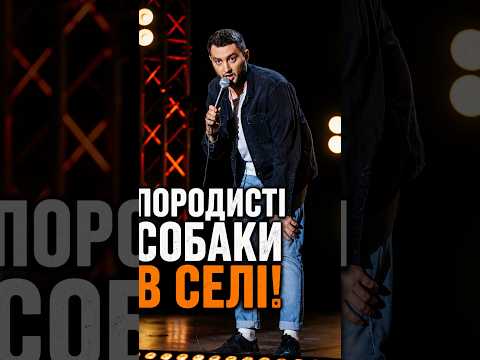 Як звали породисту собаку у вашому селі? #село #українськесело #собаки #собака #стендапукраїна