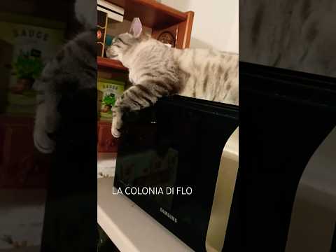 Per Un Gatto Scegliere Il Posto Dove Dormire è Importante! #shorts #funnycats #hilariouscats #cat