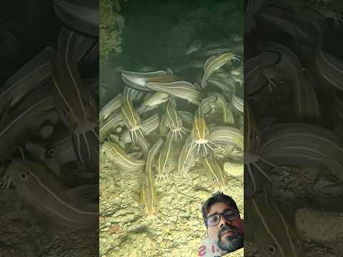 fishing 🎣 #fishing #trending #viral #shortsfeed #cartoon #funny #tranding