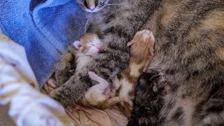 Cat Giving Birth To Kittens Youloop