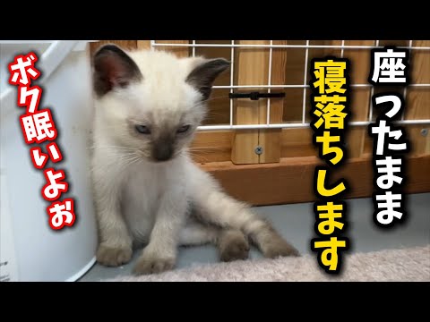猫の動画サムネイル - 睡魔に負けて座りながら寝落ちする子猫の姿