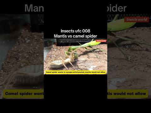 Insects ufc,mantis vs camel spider,who will be the champion? #insects