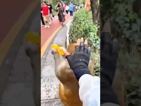 Kagetin monyet #riaab22 #trending