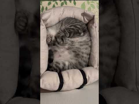 頭はどこだ?#ぐんにゃり猫#猫は液体#保護猫