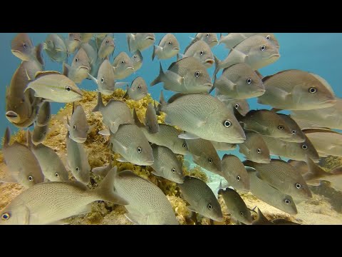 Scuba Diving Cancun Mexico GoPro - UCTs-d2DgyuJVRICivxe2Ktg