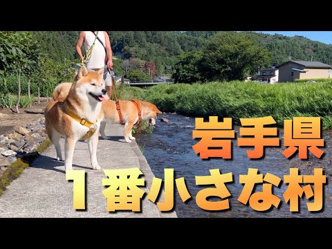 岩手県小さな村での柴犬の初日騒動と村の反応 サムネイル