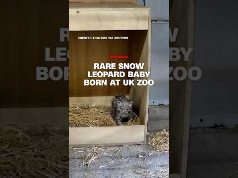 Rare snow leopard baby born at UK zoo