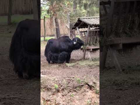 Cute Pets & Animals 😃