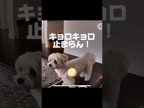 ペットカメラからママの声→お留守番犬の予想外の反応とは！