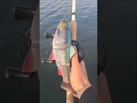 Savage Gear Line Thru Trout 25 cm Silver Green 🎣🐊 #shorts #fishing #predatorfishing #savagegear