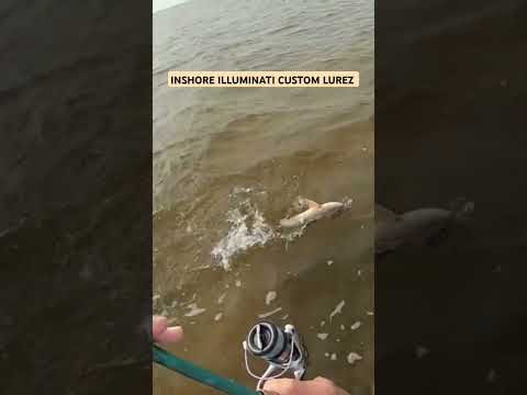 Redfish at the horseshoe wadingthe bokeelia flats caught on wounded mullet sliw sink twitch bait.. video thumbnail