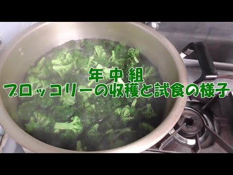 年中組『ブロッコリーの収穫と試食』の様子