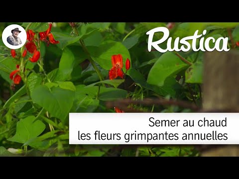 Semer au chaud les fleurs grimpantes annuelles