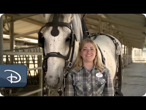 Training the Horses of the Circle D Ranch: Strength & Coordination | Disneyland Park - UC1xwwLwm6WSMbUn_Tp597hQ