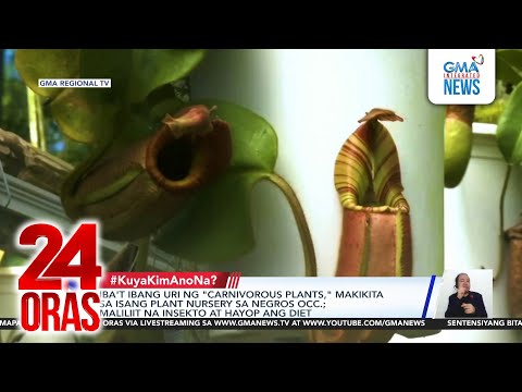 Iba't ibang uri ng "carnivorous plants," makikita sa isang plant nursery sa Negros... | 24 Oras