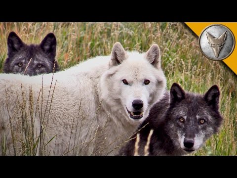 Wolf Pack Meets a Coyote! - UC6E2mP01ZLH_kbAyeazCNdg