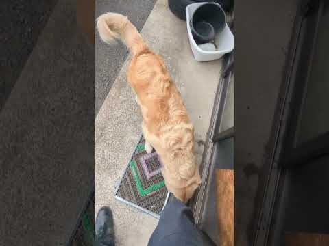大型犬ティトの忘れ物取りに行く微笑ましいダッシュ動画 サムネイル