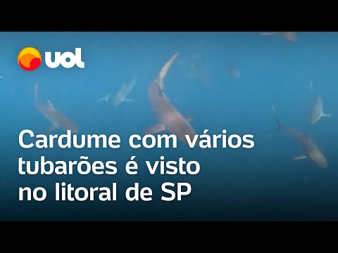 Cardume com vários tubarões é flagrado no litoral de SP; veja vídeo