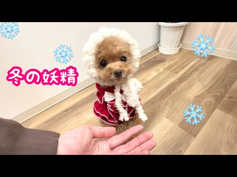 手編みのサンタ帽でかわいさ増し増しの愛犬たち♪【トイプードルのコロン】