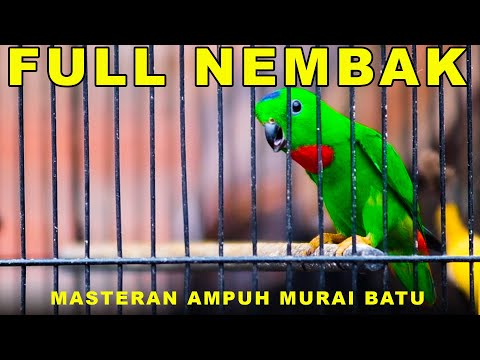 Burung Serindit Nembak Gacor Bikin Emosi Semua Burung #serindit #masteran #birds