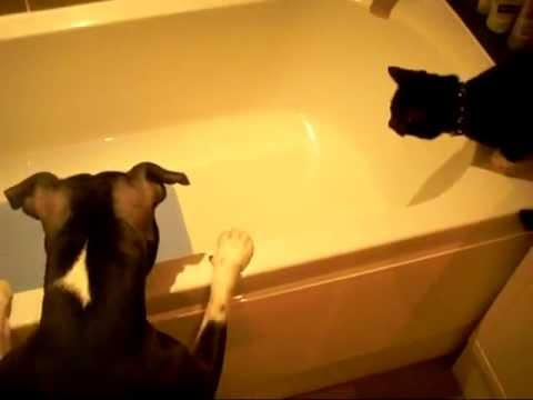 Zaskakujący finał wspólnego pobytu kota i psa w łazience...