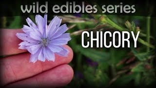 Chicory - Wild Edibles Series