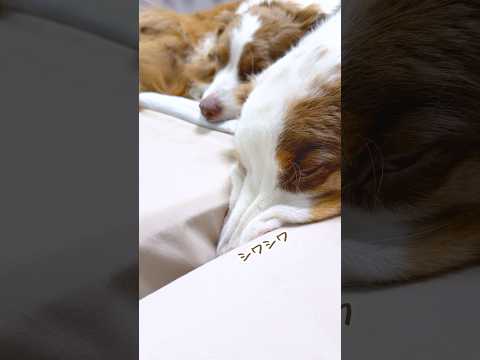 挟まってシワシワになってる犬が可愛すぎる😂笑【オーストラリアンシェパード・ボーダーコリー】#shorts