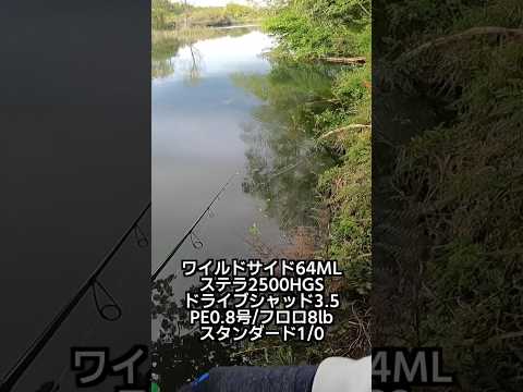5月野池バス釣りはこんな釣りがおすすめです。