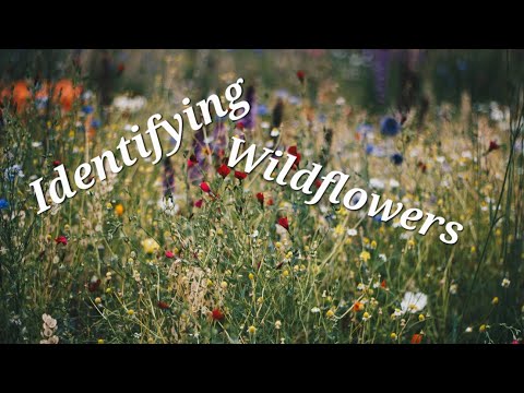 Hey Look! Identifying wildflowers at Firewind Wildlife Refuge