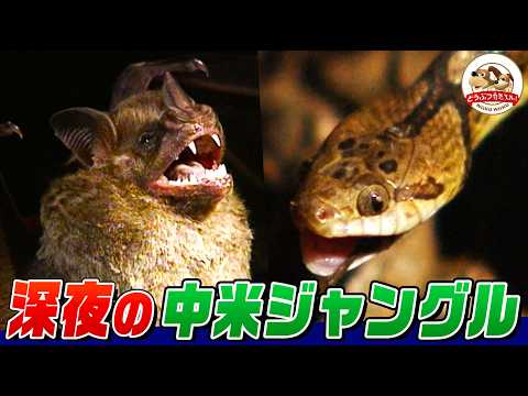 【中米パナマ】深夜のジャングルに潜入したらタランチュラ、コウモリ、ヘビ…珍生物が続々!世界中から集まる研究者に密着【どうぶつ奇想天外/WAKUWAKU】