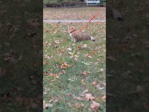 🐈 #cat #cute #walking #kitten #catshorts