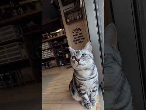 猫の動画サムネイル - アメショーのラッテ#アメリカンショートヘア #アメショー #アメショ#猫との暮らし #猫と暮らす家