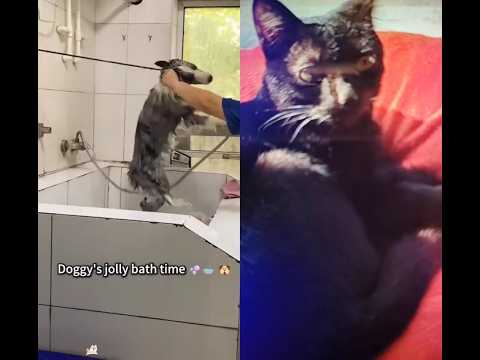 dog loves bath😍😍🤩😍😍