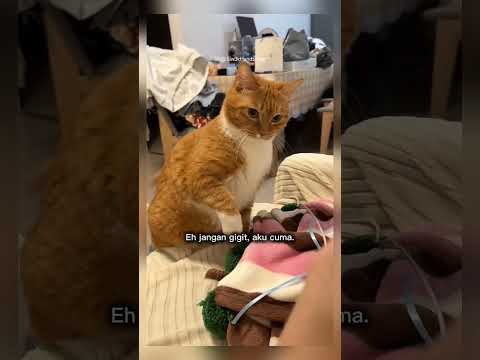 kucing ini marah banget #shorts #short