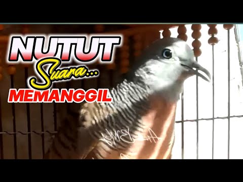 SUARA NUTUT PERKUTUT LOKAL ALAM, BAGUS UNTUK MELATIH BELAJAR BUNYI