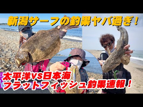 釣果速報！太平洋VS日本海！フラットフィッシュの釣果がヤバ過ぎる！