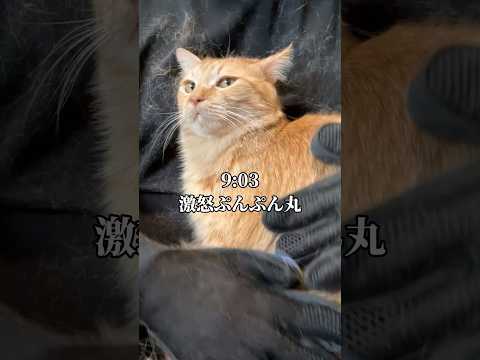 世界一可愛い猫がブチギレした1日 #cat #子ネコ #ネコ