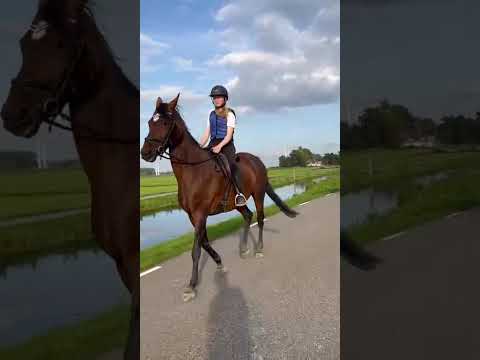 #horse #horses #paardrijles #pony #buitenrijden