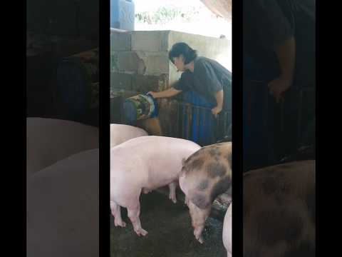 Pig feeding #shortsfeed #pig #shorts #youtubeshorts