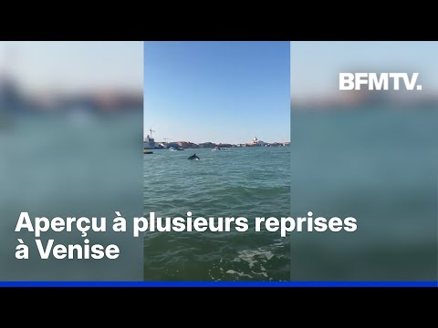 Un dauphin filmé près de la place Saint-Marc à Venise