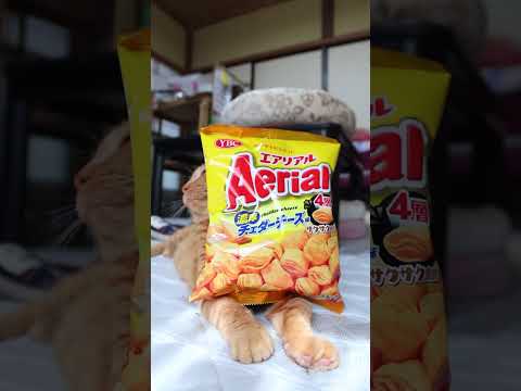 エアリアル濃厚チェダーチーズ味と癒しの猫動画を楽しむ サムネイル