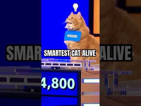 Jeopardy Cat Wins It All 🐱💰