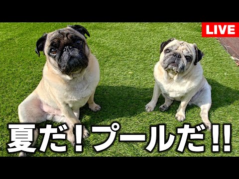 【パグの日】Amazonで買った3,000円のプールで水泳に挑戦します！！！