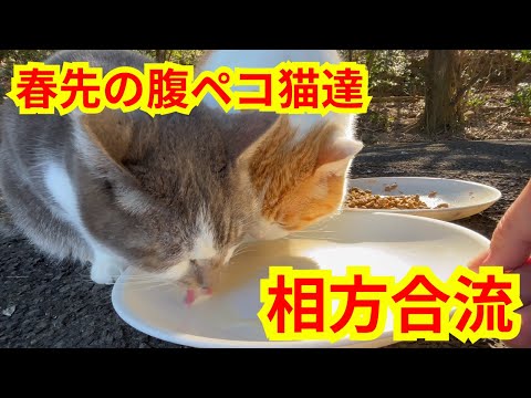 相方が食べに来るのを待つ茶白猫のキキちゃん　腹ペコ猫達の朝ごはん