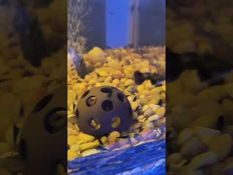 blue freshwater shrimp 