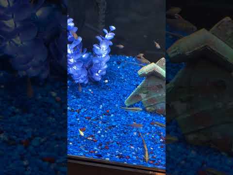Looking for a small midwater catfish  -- Debauwi C 4286 --- Looking for a small midwater catfish  -- Debauwi Cat at Petland!
Don't forget to subscribe,