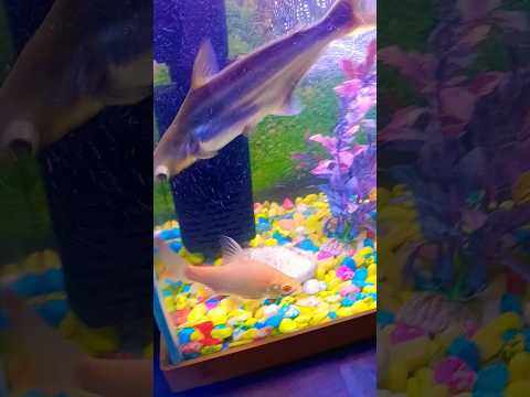 #fish #aquarium #goldfish #fishing 🐠🐠🐠🐠🐠🥰🥰🥰🥰😍😍🙏🙏