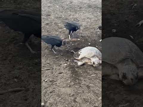 AVES RAPASES EN MALEANTEO