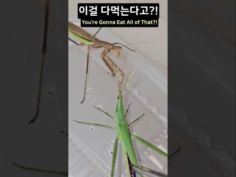 사마귀 대왕 방아깨비 먹방! 헐, 이걸 다 먹는다고?! #shorts