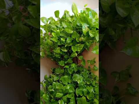 money plant #money #plant #moneyplant #plants #growagarden #fypシ゚viral #shorts #environment
